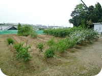 畑で野菜等の栽培を行います。 工賃→210円